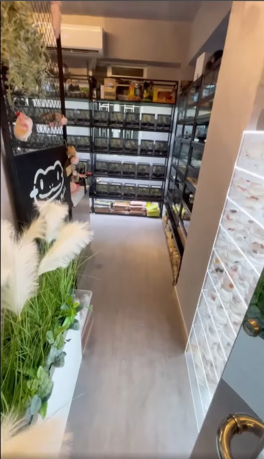 太子經營5年大量熟客行業獨大大量愛好者各種爬蟲零售繁殖連FB, IG, follower共約一萬多寵物店生意頂讓 實景相片